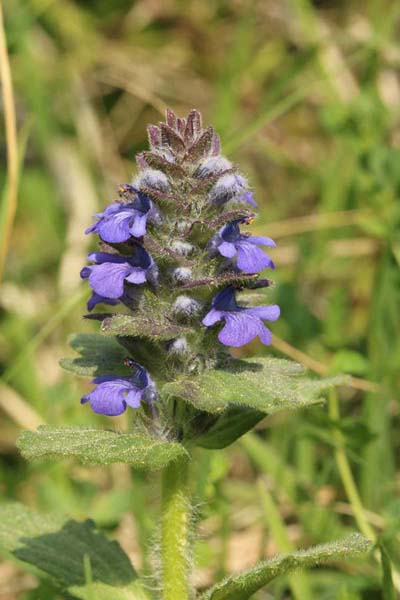Heide-Günsel (Ajuga genevensis)