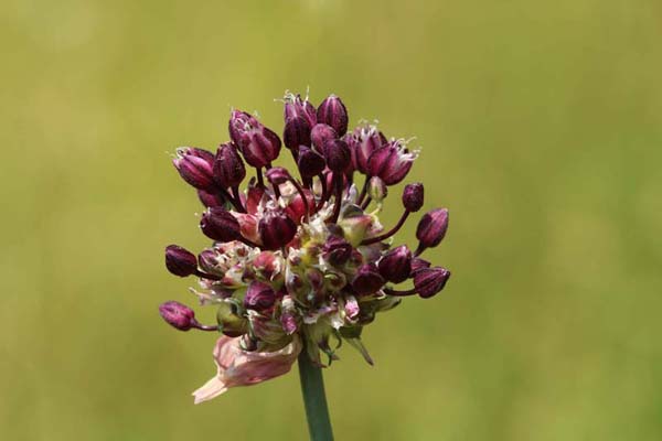 Schlangen-Lauch (Allium scorodoprasum)