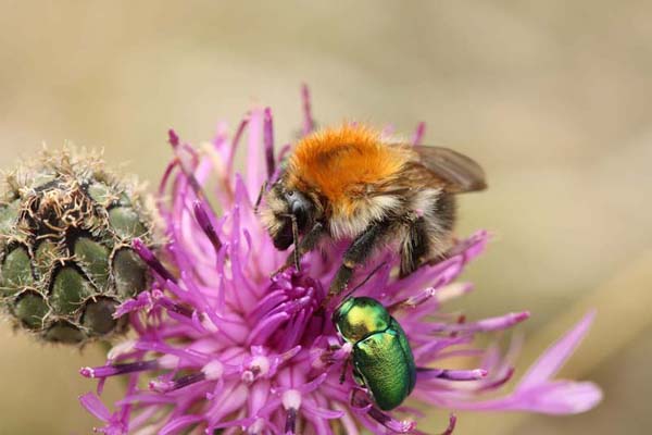 Ackerhummel (Bombus pascuorum)