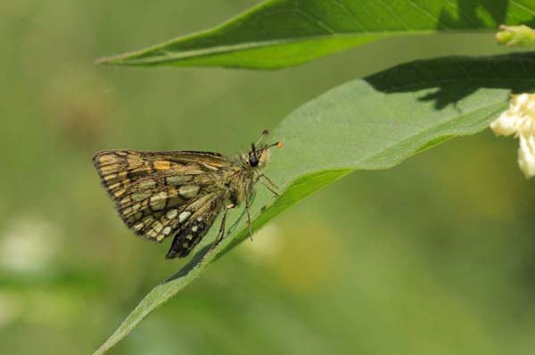 Gelbwürfeliger Dickkopffalter (Carterocephalus palaemon)
