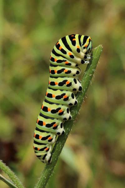 Schwalbenschwanz (Papilio machaon)