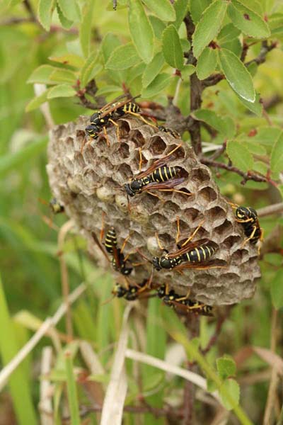 Heide-Feldwespe (Polistes nimpha)