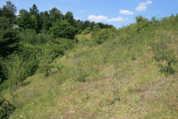 Kalkmagerrasen Kleines Hölzchen