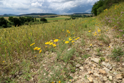 Offenberg