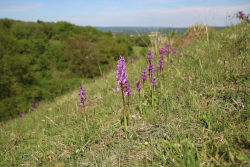 Stattliches Knabenkraut