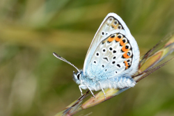 Plebejus argus