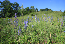 Natternkopf