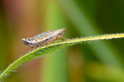 Turrutus_socialis