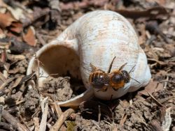 Goldene Schneckenhausbiene (<i>Osmia aurulenta</i>)