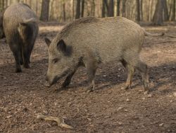 Wildschweine (<i>Sus scrofa</i>)