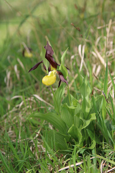 Gelber Frauenschuh (Cypripedium calceolus)