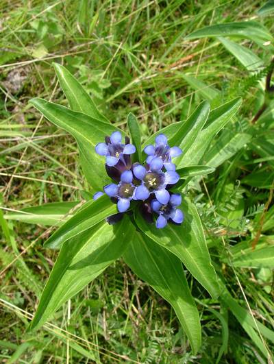 Kreuz-Enzian (Gentiana cruciata)