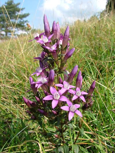 Deutscher Fransenenzian (Gentianella germanica)