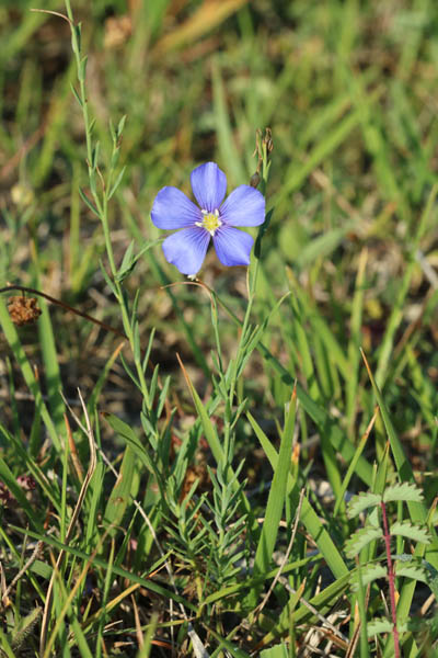 Lothringer Lein (Linum leonii)