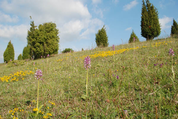 Helm-Knabenkraut (Orchis militaris)