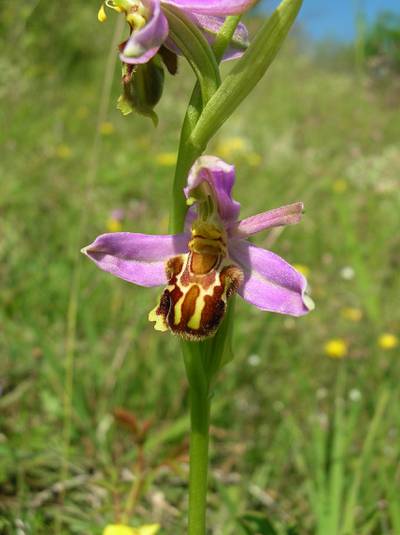 Bienen-Ragwurz (Ophrys apifera)