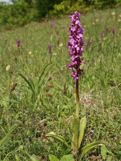 Stattliches Knabenkraut (Orchis mascula)