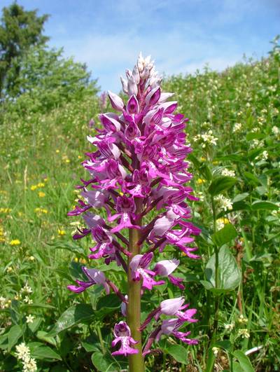 Helm-Knabenkraut (Orchis militaris)