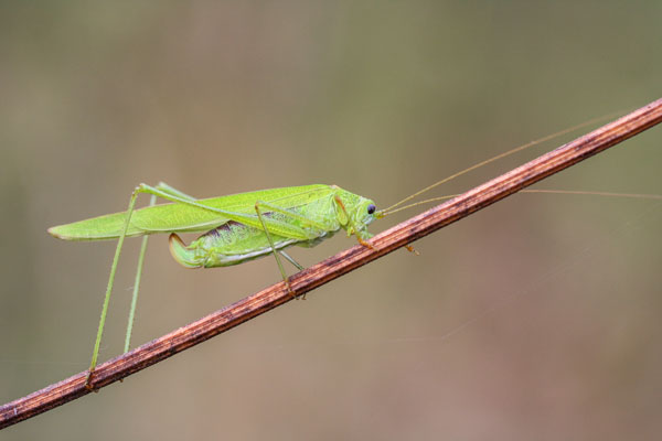 Sichelschrecke (Phaneroptera falcata)