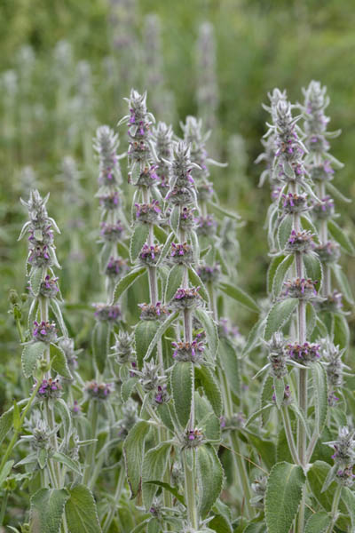 Deutscher Ziest (Stachys germanica)