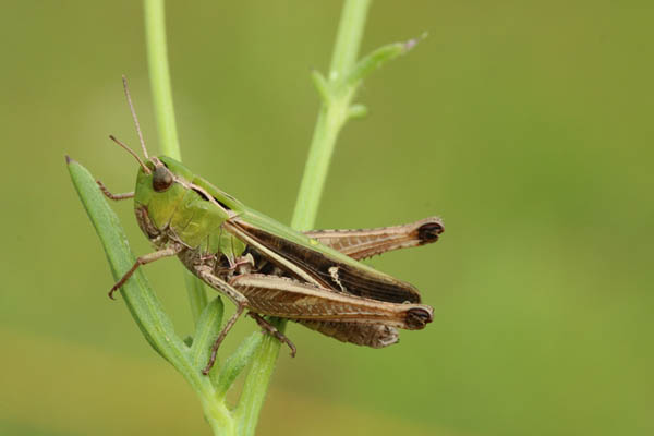 Heidegrashüpfer (Stenobothrus lineatus)