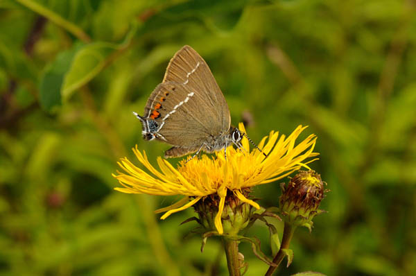 Kreuzdorn-Zipfelfalter (Satyrium spini)