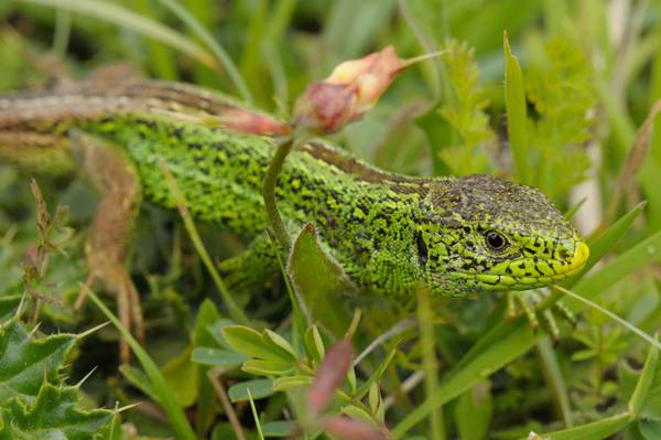 Zauneidechse (Lacerta agilis)